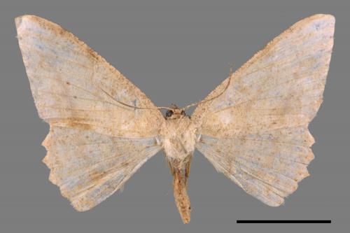 Luxiaria mitorrhaphes[雙斑鈎尺蛾][00052472]