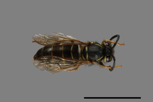 Vespula flaviceps[細黃胡蜂][00073118]