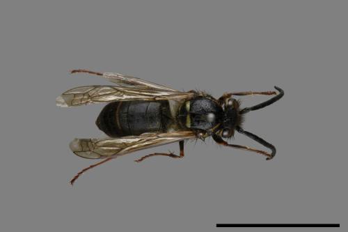Vespula flaviceps[細黃胡蜂][00072894]