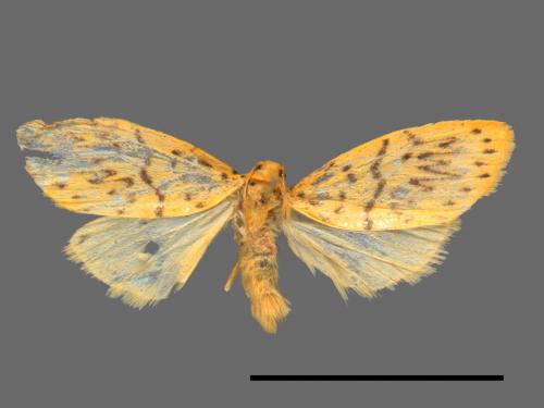 Asura alikangiae[關山豔苔蛾][00038343]