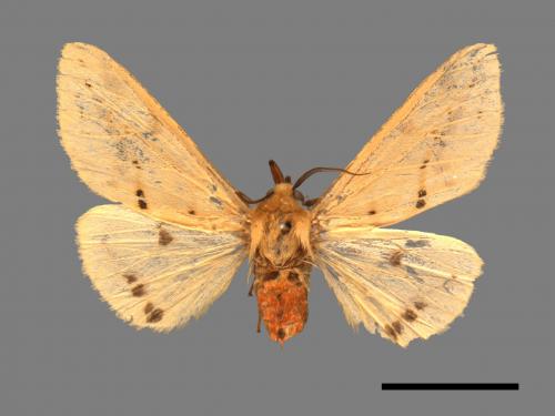 Spilarctia taiwanensis[黑鬚污燈蛾][00058749]