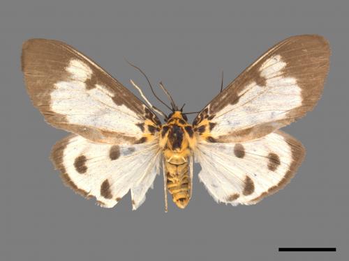 Asota plana lacteata[長斑擬燈蛾][00045142]