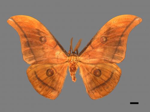 Antheraea yamamai superba[大透目天蠶蛾][00016080]