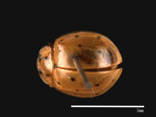 Harmonia sedecimnotata[星點褐瓢蟲][00013075]