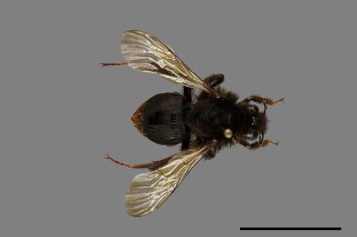 Bombus trifasciatus[威氏熊蜂][00072363]