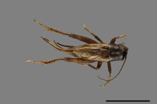 <已分類>Family：Gryllidae[蟋蟀科][00054434]