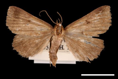 Mecodina karapinensis[00010516]