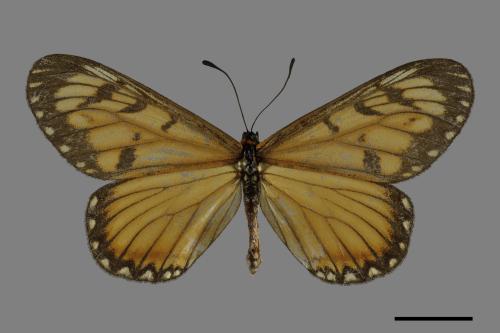 Acraea issoria formosana[細蝶][00101364]