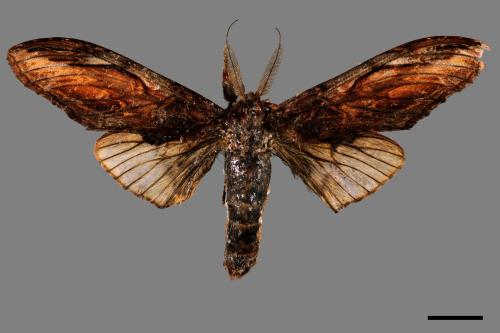 Acmeshachia gigantea[話筒舟蛾][00051945]