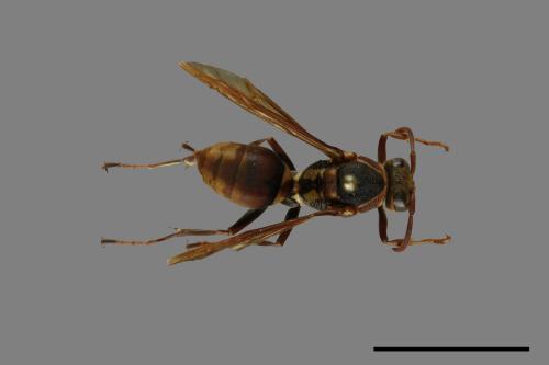 Polistes takasagonus[雙斑長腳蜂][00101017]