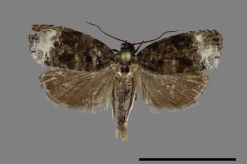 <已分類>Family：Tortricidae[捲葉蛾科][00091925]