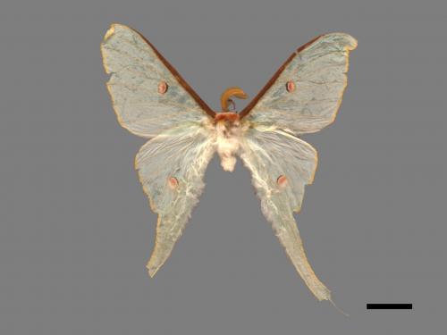 Actias neidhoederi[姬長尾水青蛾][00016385]