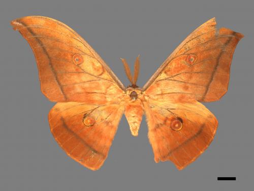 Antheraea yamamai superba[大透目天蠶蛾][00016072]