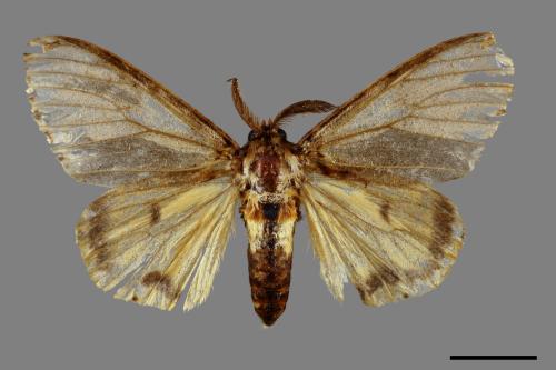 Lymantria mathura subpallida[波斑毒蛾][00045983]