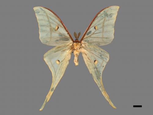 Actias selene ningpoana[長尾水青蛾][00016313]