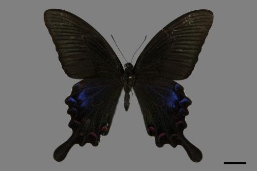 Papilio bianor thrasymedes[烏鴉鳳蝶][00093834]