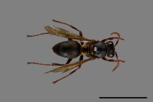 Polistes takasagonus[雙斑長腳蜂][00072677]