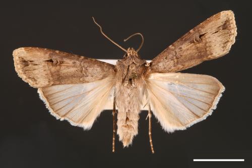 Agrotis ipsilon[小地老虎][00000678]