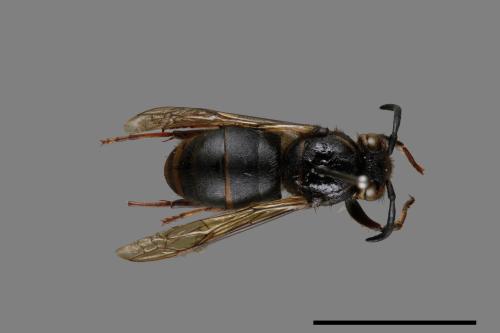 Vespula flaviceps[細黃胡蜂][00073175]