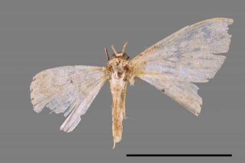 <已分類>Genus：Scopula[00047840]