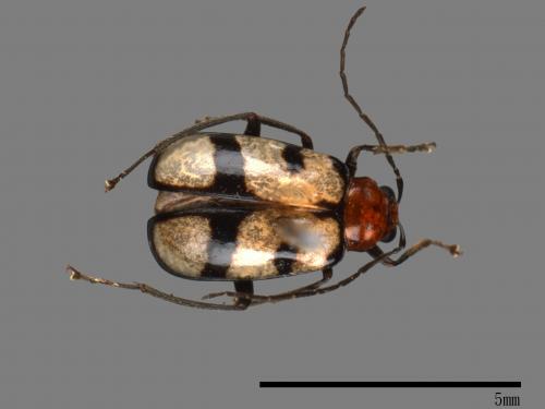 <已分類>Family：Chrysomelidae[金花蟲科][00082863]