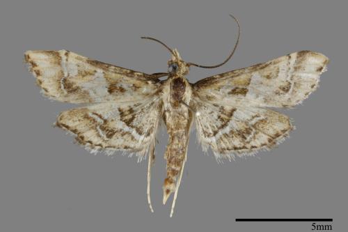 <已分類>Family：Crambidae[草螟科][00100432]