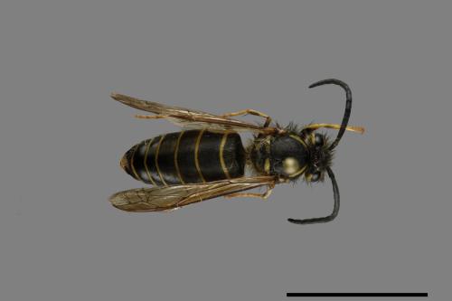 Vespula flaviceps[細黃胡蜂][00073210]