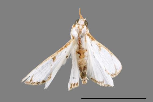 Cirrhochrista spinuella[00065433]
