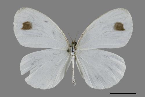 Leptosia nina niobe[黑點粉蝶][00101643]