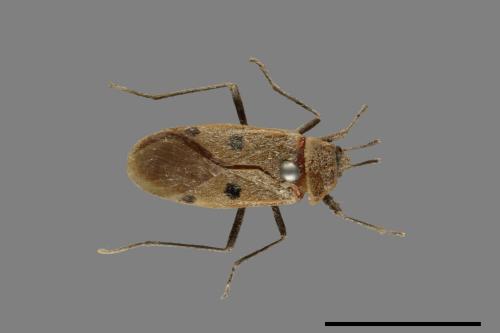 Physopelta quadriguttata[00075281]