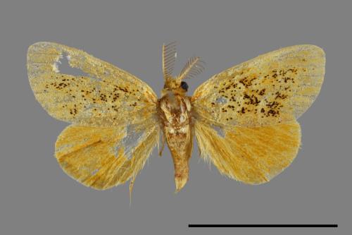 Euproctis striata[紛黃毒蛾][00026910]