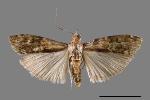 <已分類>Family：Pyralidae[螟蛾科][00063928]