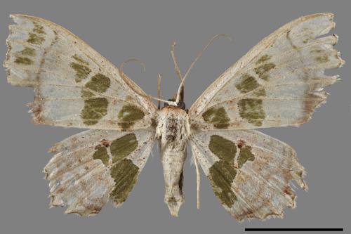 Antitrygodes divisaria perturbatus[綠斑姬尺蛾][00039978]
