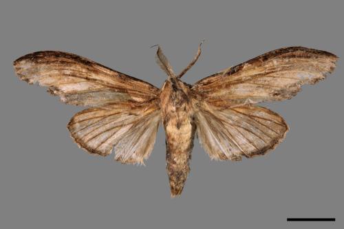 Rachia lineata[線峭舟蛾][00051072]