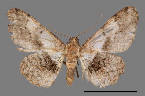 Satoblephara owadai[腹毛墨紋尺蛾][00045761]