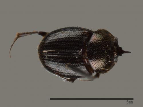 Onthophagus hsui[00084049]