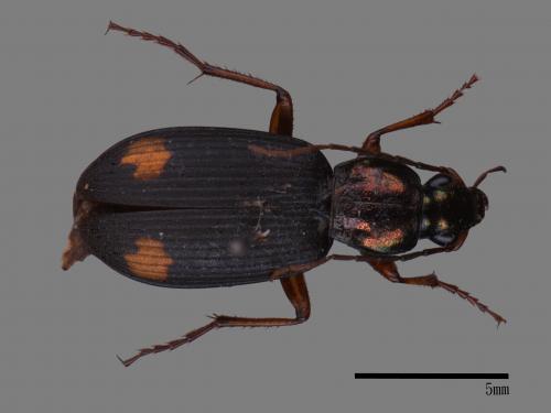 <已分類>Family：Carabidae[步行蟲科][00080100]