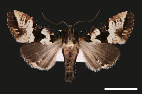 Phlogophora albovittata[白斑錦夜蛾][00031976]