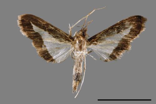 Diaphania indica[00064568]