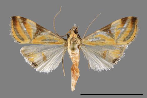 Talanga sexpunctalis[00034139]