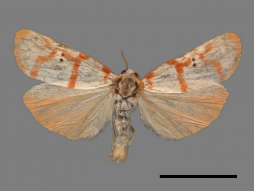 Cyana hamata[優雪苔蛾][00047636]