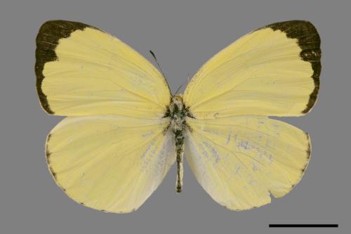 Eurema blanda arsakia[臺灣黃蝶][00027252]