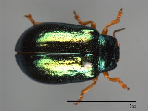 <已分類>Family：Chrysomelidae[金花蟲科][00081208]