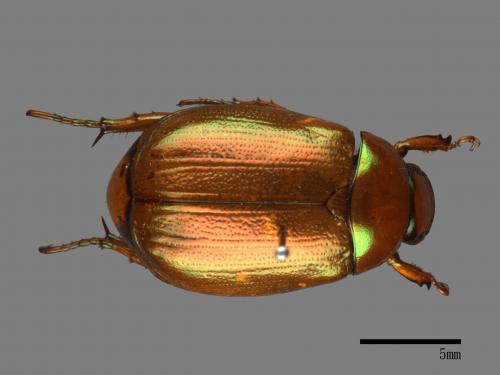 Mimela testaceoviridis[黃艷金龜][00026704]