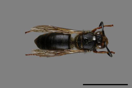 Vespula flaviceps[細黃胡蜂][00073475]