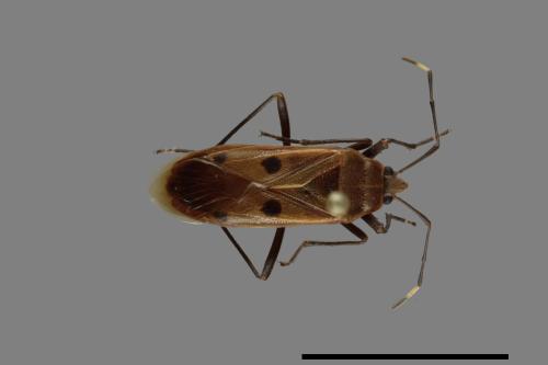 Physopelta quadriguttata[00040915]
