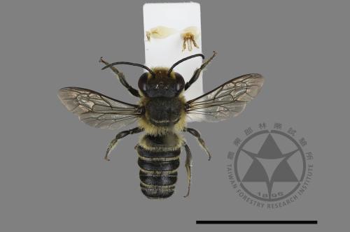 <已分類>Genus：Megachile[切葉蜂屬][00198029]