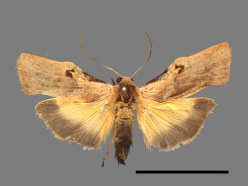 Teulisna tumida[膨圖苔蛾][00051032]