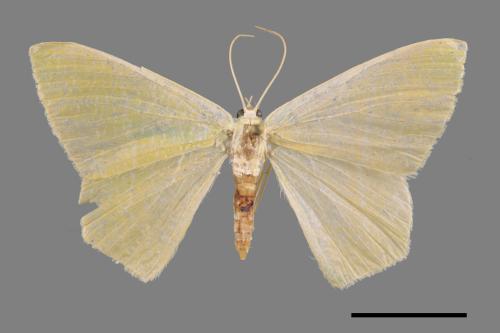 Thalassodes immisarius opalinus[粗脛翠尺蛾][00029632]