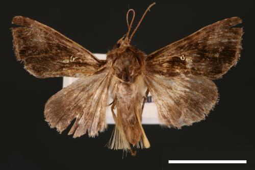 Chrysodeixis minutus[00003532]